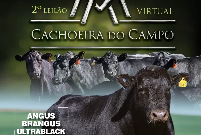 2° Leilão Cachoeira do Campo vai comercializar Angus e Ultrablack do Cerrado em oferta marcada por performance e rusticidade