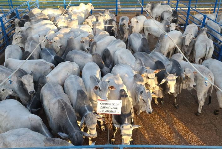 ACNB avalia animais jovens e pesados na 3ª etapa do Circuito Nelore de Qualidade