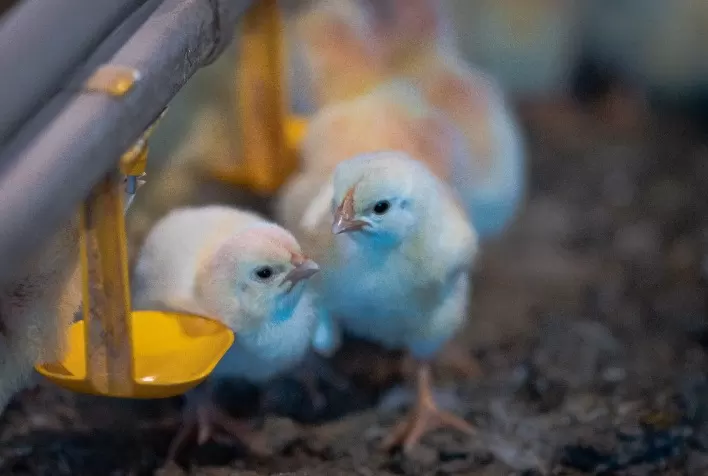 Phibro Saúde Animal aborda bronquite infecciosa em palestra na Feira da Avicultura e Suinocultura do Nordeste