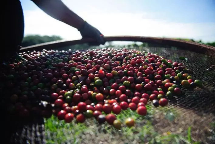 Café estende baixas e dezembro/22 volta a ser negociado abaixo de 220 cents/lbp