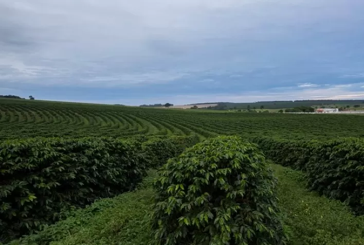 Adubação dos cafezais eleva rentabilidade e qualidade da bebida