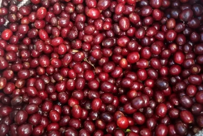 Café abre com baixas em NY, mas volume dos certificados na ICE pode sustentar preços nesta 6ª