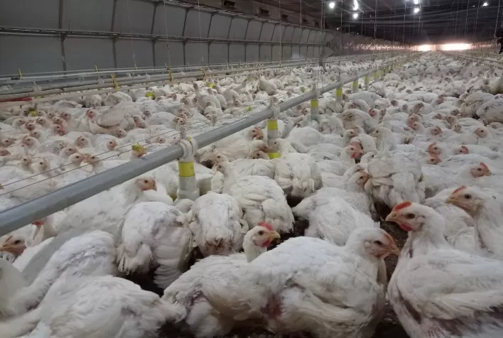 Baixa de preço do frango vivo atinge a um só tempo os mercados paulista e mineiro