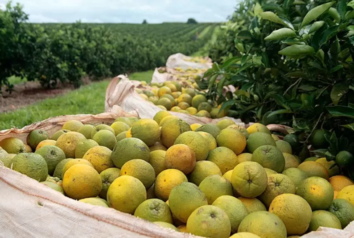 Citros: Clima reduz procura e limita alta no preço da laranja