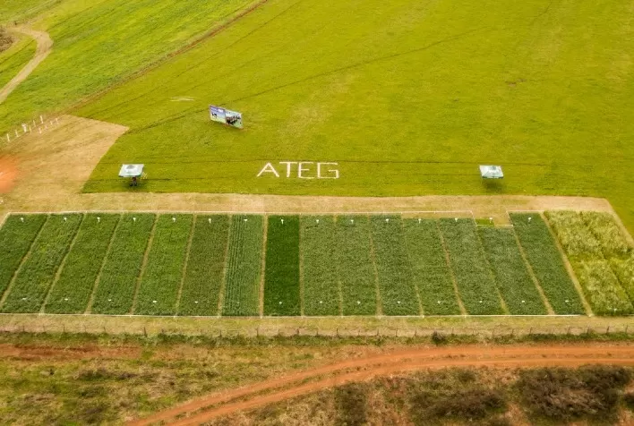 Dia de Campo é marcado por conhecimento e troca de experiência sobre pastagens de inverno em Vargem Bonita