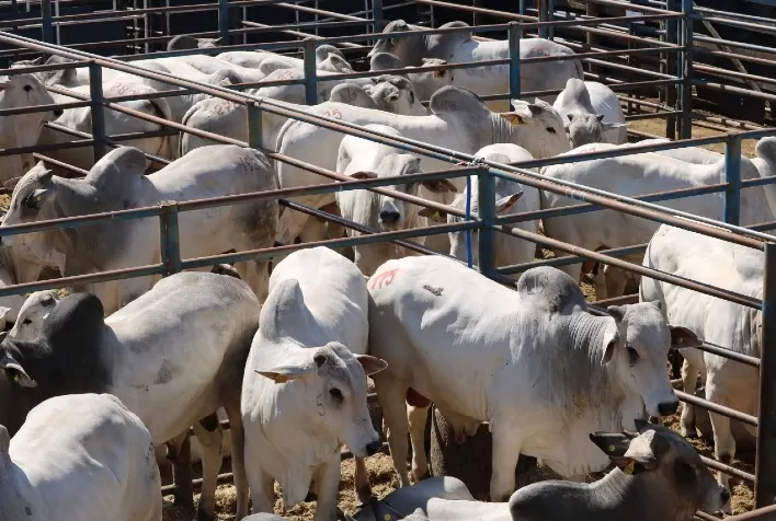 Leilão Virtual CFM coloca à venda 300 touros Nelore, com possibilidade de pagamento em 2023