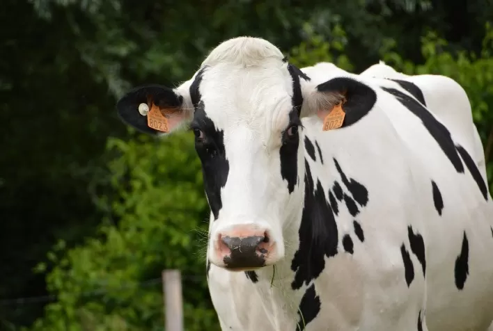 Processo adequado de ordenha pode reduzir pela metade, possibilidade de mastite bovina em vacas leiteiras, afirma especialista