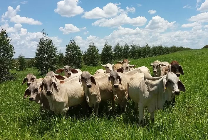 Desempenho do boi gordo na 38ª semana de 2022, quarta de setembro