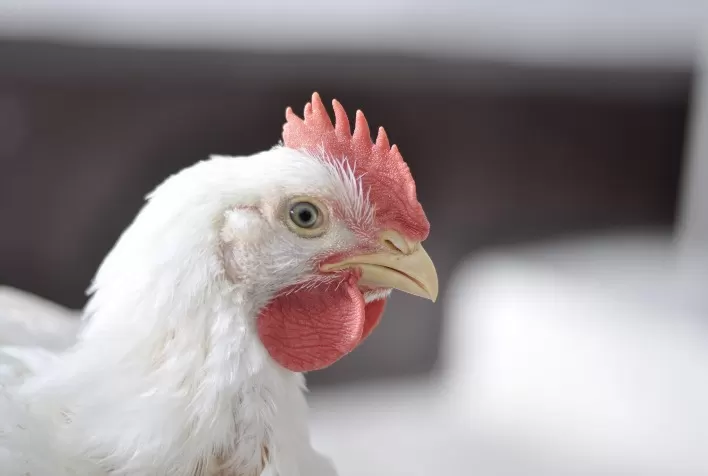 Frango vivo vai encerrando o mês com novas baixas de preço; em São Paulo e em Minas Gerais