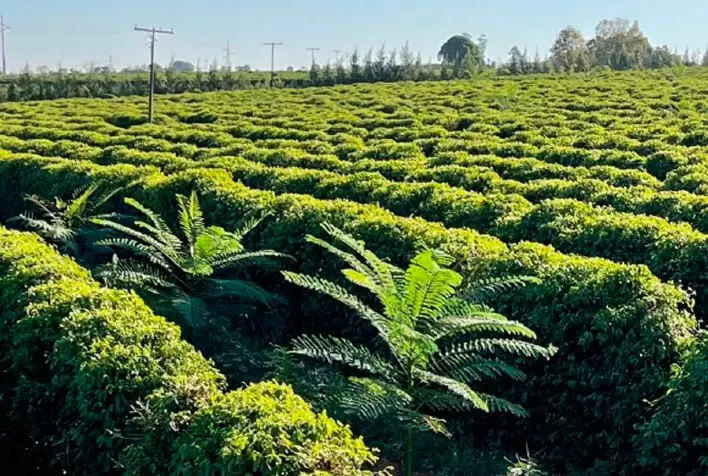 Café orgânico tem alta produtividade e preço superior, em fazenda de MG
