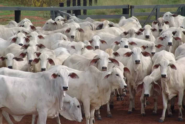 Controle de parasitas é fundamental para saúde do gado e o lucro da fazenda