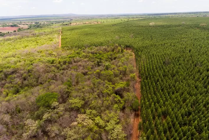 Indústria Florestal se une ao Ministério Público do Trabalho para combater trabalho irregular em Minas Gerais