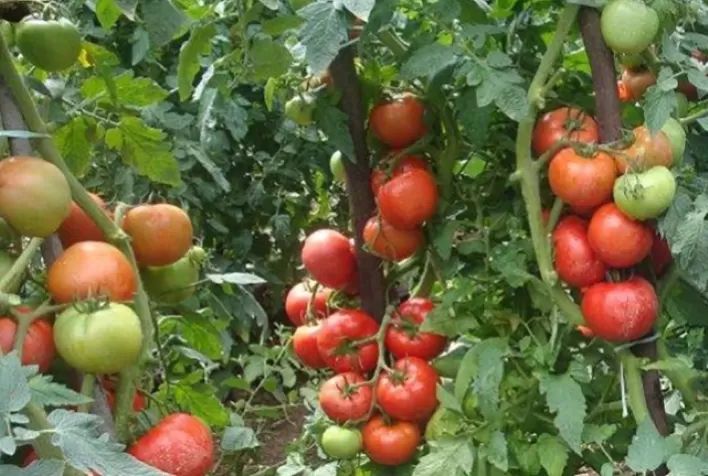 Tomate: Pelo terceiro mês consecutivo, preços são baixos
