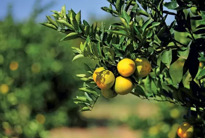 Citros: Furacão Ian se aproxima da FL e eleva cotação do suco em NY