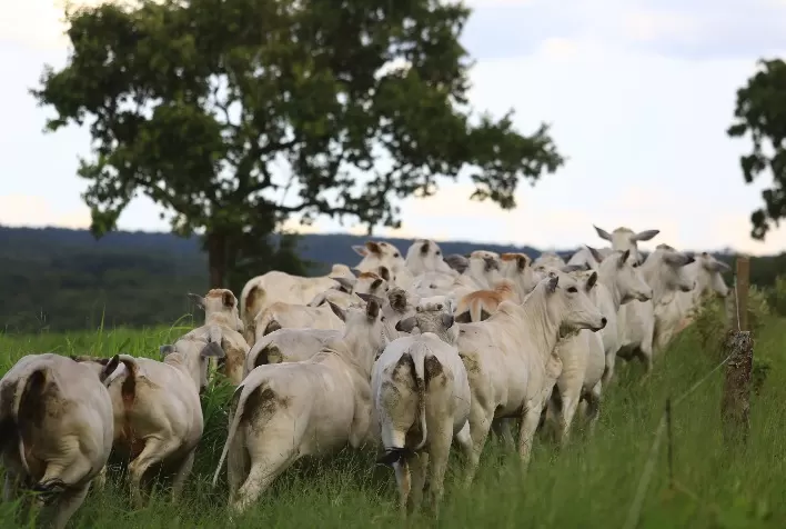 Em agosto pecuarista recebeu o mais baixo preço de 2022