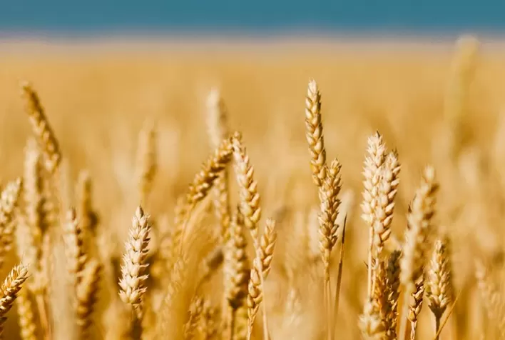 BASF reforça que o uso do produto Finale® promove excelentes resultados na dessecação pré-colheita do Trigo e Cevada