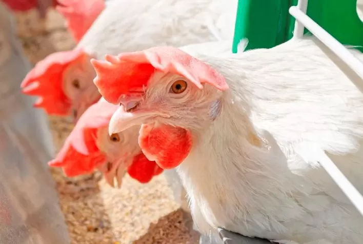 Aliada da nutrição, enzima fitase promove melhor absorção de nutrientes em poedeiras comerciais