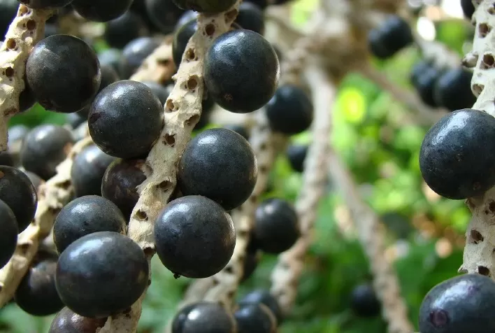 Cerrado deve se tornar mais novo polo de fruticultura do Brasil