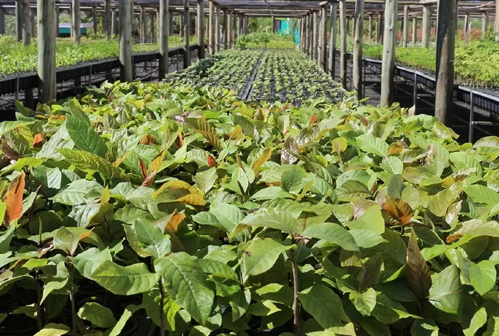 Cafeicultores da Região do Cerrado Mineiro investem em projetos para preservação do bioma Cerrado e resiliência climática