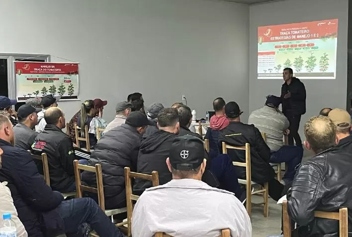 Tomaticultura: Professor e pesquisador Sérgio Benvenga aborda fatores decisivos para controle eficaz da traça-do-tomateiro