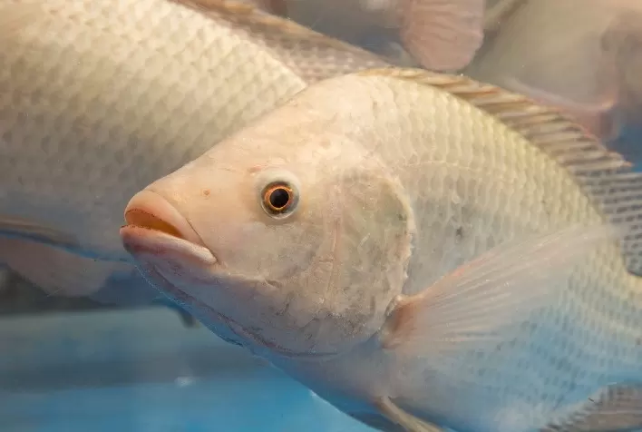 Diferentes sistemas de aquicultura possuem diferentes níveis de sustentabilidade