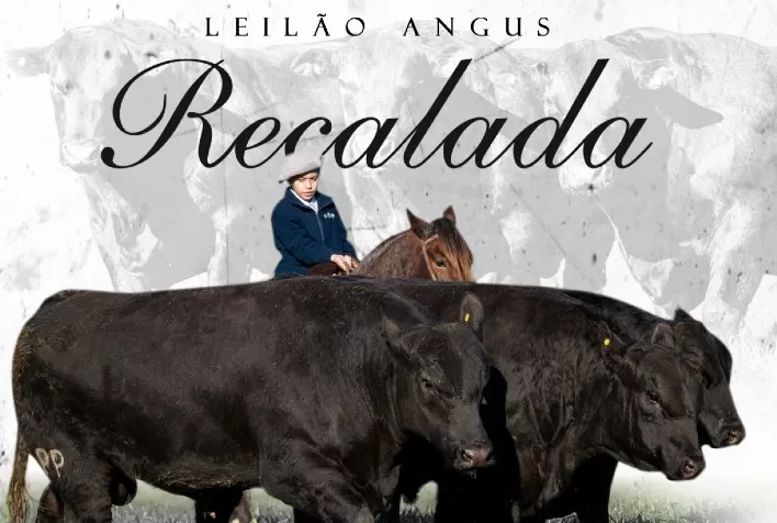 Leilão Recalada levará para pista trios de machos e fêmeas Angus campeões da Expointer 2022