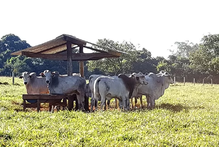 Semana abre com estabilidade para as praças pecuárias paulistas