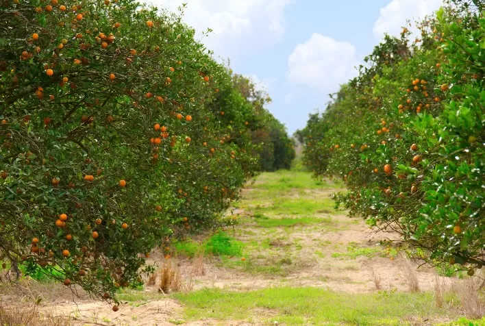 Impacto da chegada do furacão Ian pode ser devastador para a safra de laranja na Flórida