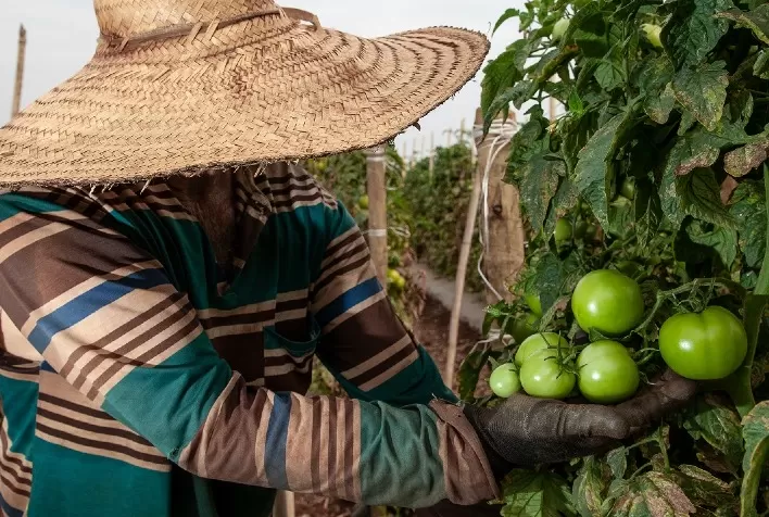 Caged aponta Goiás com maior criação de emprego no campo, em todo o Centro-Oeste