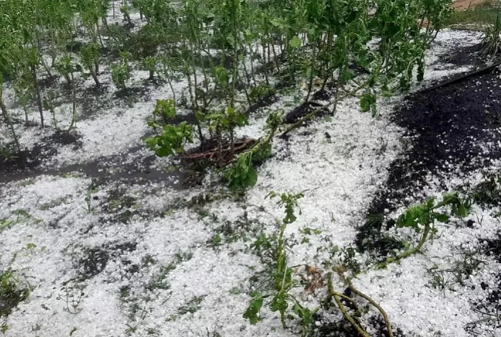 Produtores de MG prejudicados por chuva de granizo devem ter cautela