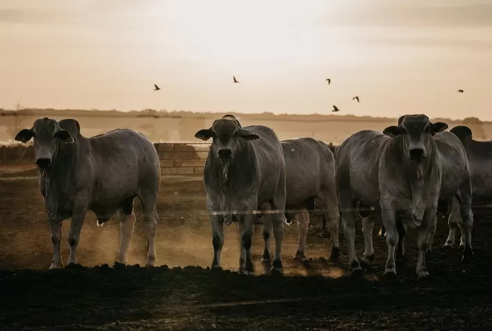 Cenário estável persiste nas praças paulistas