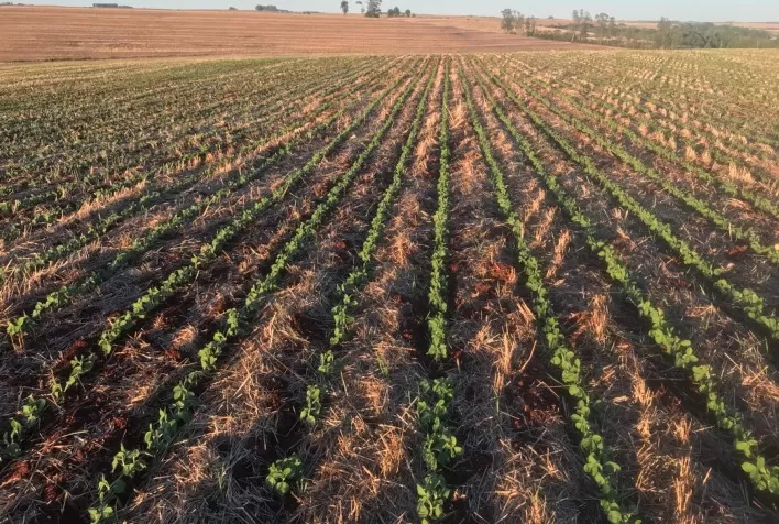 Cooperativas agropecuárias gaúchas têm boas perspectivas para as culturas de verão
