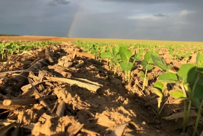 Levantamento aponta aumento na estimativa de produtividade de soja em Mato Grosso
