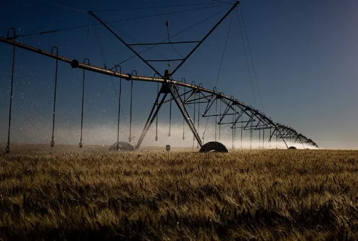 Trigo irrigado cresce no Cerrado Brasileiro