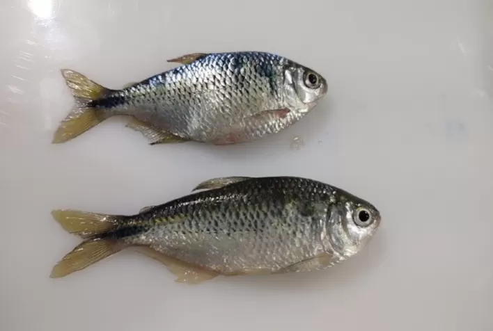 Cientistas conseguem reproduzir lambaris-do-rabo-amarelo em laboratório