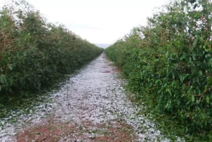 CNA orienta cafeicultores prejudicados pelo granizo em Minas