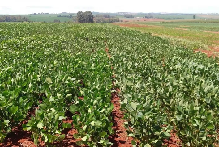 Tecnologia no campo: dicas sobre como identificar e prevenir problemas comuns em plantações de soja