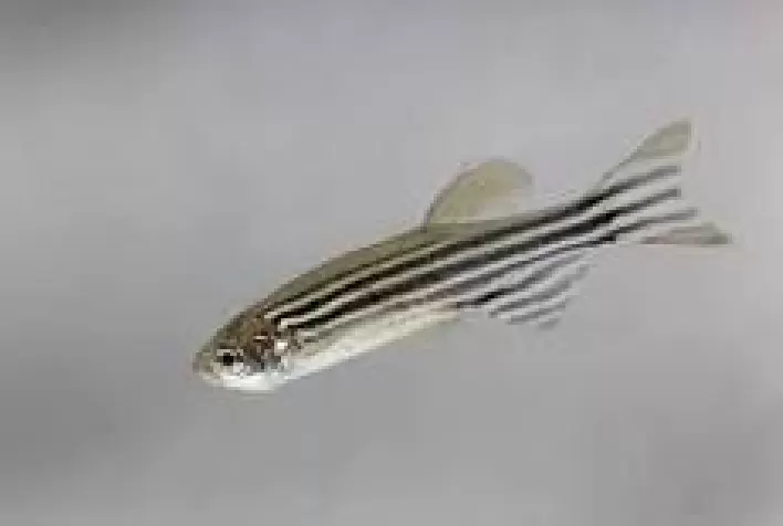 Pesticida encapsulado reduz toxicidade em larvas de peixe-zebra