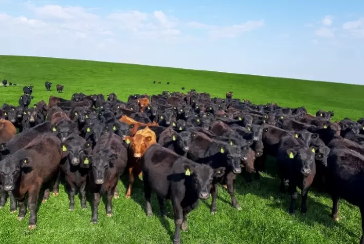 Melhoramento genético é o segredo para uma carne de qualidade