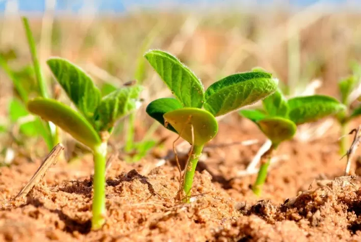 Manejo adequado de inoculantes biológicos na pré-safra aumenta produtividade