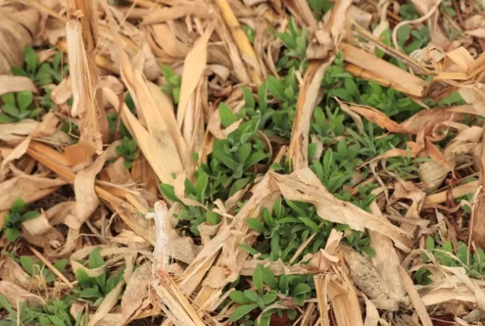 Chuvas marcam início da safra de soja, mas deixam produtores em alerta para o manejo de plantas daninhas na lavoura