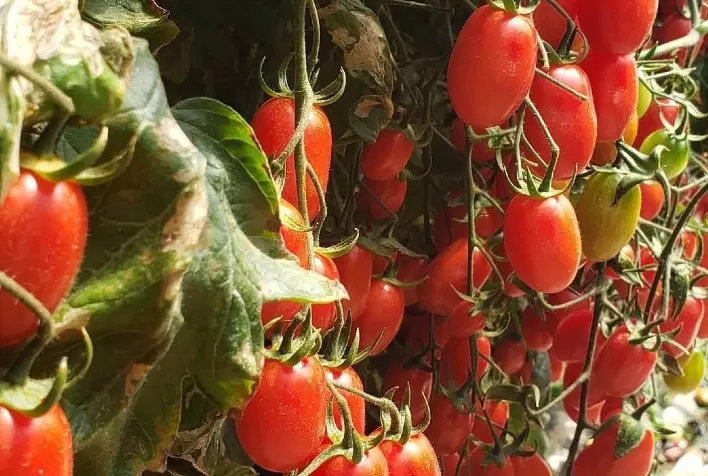 Tomate: exceção ao aumento dos preços de alimentos nos EUA