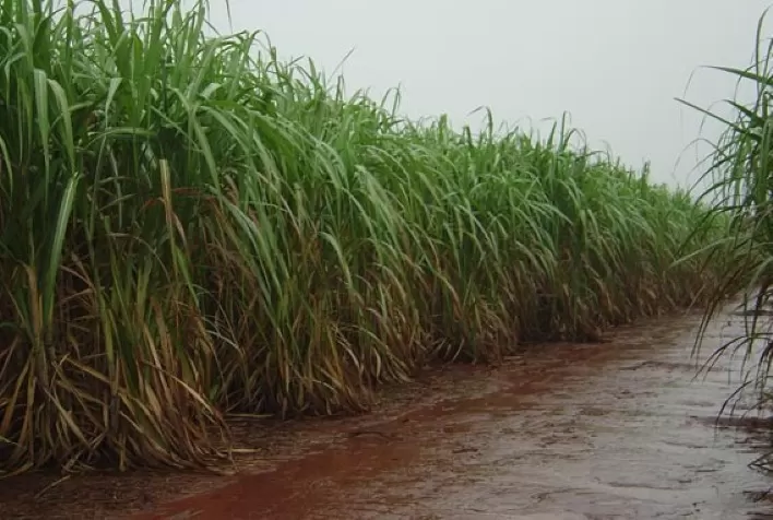 Chuva atrasa moagem e favorece preços do açúcar dentro e fora do Brasil