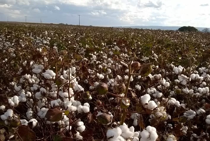 Minas Gerais deve produzir 113,1 mil toneladas de algodão na safra 2021/2022
