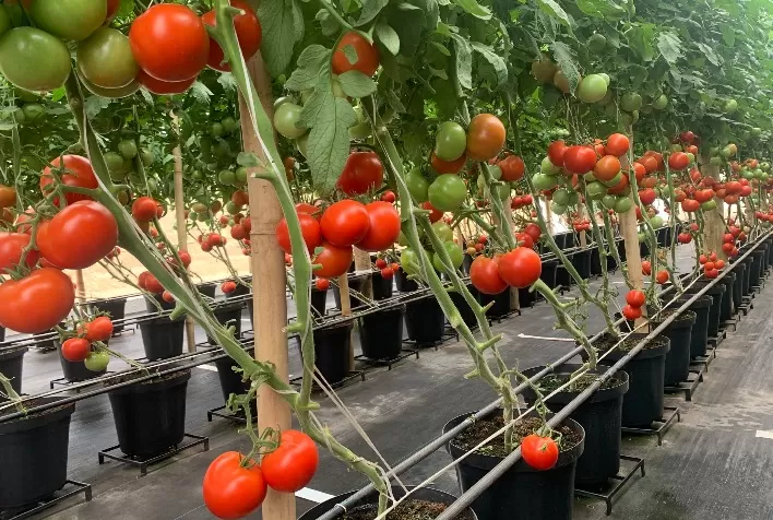 Tomate: mercado de sementes divulga relatório