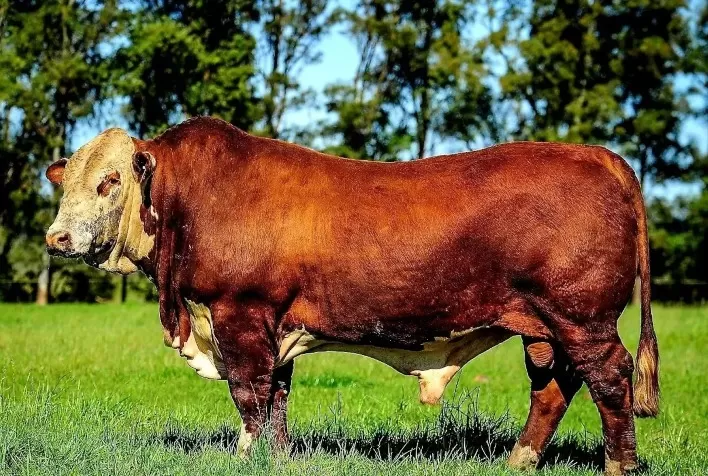 Touros contratados por Centrais de Inseminação e Fêmeas de Elite serão destaque no Bela Vista