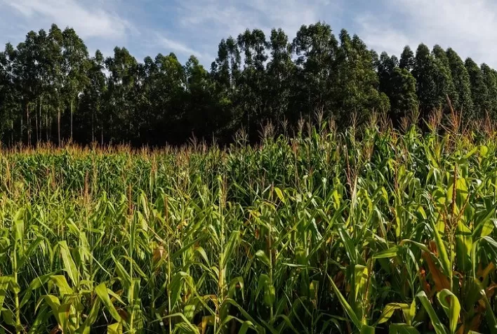 Campo Futuro apresenta impactos da alta dos preços de insumos nas cadeias agrícolas