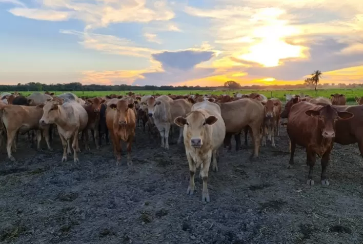 Fazenda do Tocantins avança no melhoramento genético de bovinos da raça Montana