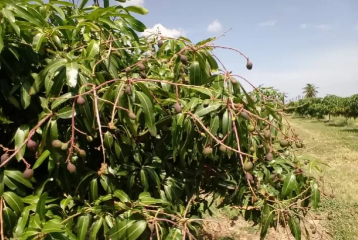 Região do Jaíba conquista a primeira Indicação Geográfica em fruticultura, em Minas Gerais