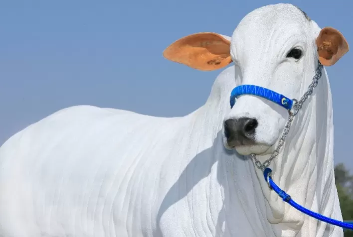 Leilão Elite Ourofino Genética Animal oferta matrizes e prenhezes Nelore durante a 51ª Expoinel